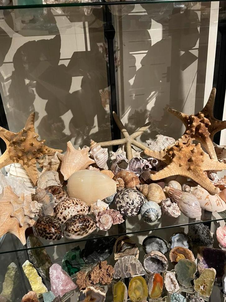 Grote Collectie Diverse Schelpen, Verzamelen, Mineralen en Fossielen, Schelp(en), Ophalen of Verzenden