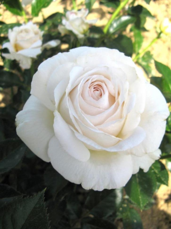 Rosa Elvis Theehybride Geurend, snijroos, tuinroos, geurroos, Tuin en Terras, Planten | Tuinplanten, Vaste plant, Overige soorten