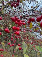 Sierappeltjes, Ophalen of Verzenden, Materiaal