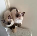 Vrolijke kittens (5/6 mnd), Dieren en Toebehoren, Poes