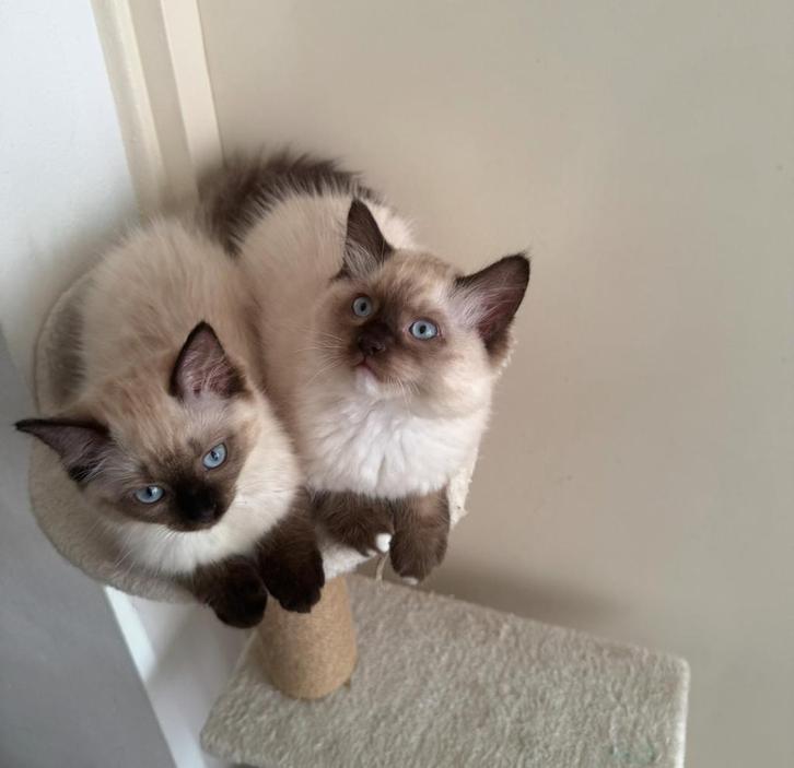 Vrolijke kittens (5/6 mnd), Dieren en Toebehoren, Katten en Kittens | Raskatten | Langhaar, Poes