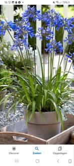 Agapanthus-blauw /Afrikaanse Lelie, Tuin en Terras, Zomer, Overige soorten, Ophalen, Volle zon