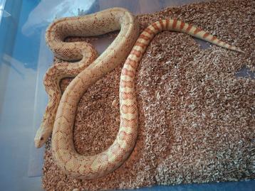 Bullsnake man te ruil  beschikbaar voor biedingen