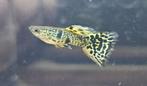 Raszuivere yellow tigerking guppy’s, Dieren en Toebehoren, Vis