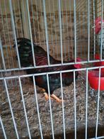 Wynadotte kriel meerzomig roodpatrijs fokhaan, Dieren en Toebehoren, Vogels | Kanaries, Vrouwelijk, Bastaard