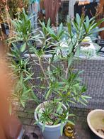 Roze bloeiende oleander., Ophalen, Overige soorten, Volle zon