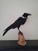 opgezette witnekraaf, Verzamelen, Dierenverzamelingen, Ophalen of Verzenden, Zo goed als nieuw, Vogel, Opgezet dier