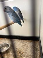 Koppel forpussen blauw, Dieren en Toebehoren, Meerdere dieren, Dwergpapegaai of Agapornis, Geringd