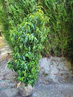 Laurierstruiken en Coniferen, Tuin en Terras, Planten | Struiken en Hagen, Ophalen, Laurier, 100 tot 250 cm