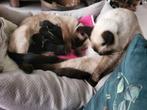 Half siamese kittens. €100,-, Dieren en Toebehoren, Meerdere dieren
