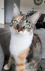 Mooie lapjes kat zoekt goed huisje, Dieren en Toebehoren, Katten en Kittens | Overige Katten, Poes