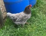 Araucana / groenlegger met staart kippen mint groene eieren, Geslacht onbekend, Kip
