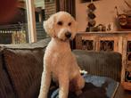 Uitlaatservice gezocht voor onze labradoodle, Parvo, 1 tot 2 jaar, Eén hond, Nederland