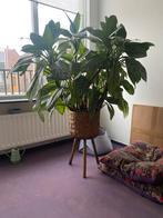 Grote Aglaonema Key Lime plant, Huis en Inrichting, Kamerplanten, Ophalen, 100 tot 150 cm