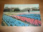 Bennebroek Hyacinthenvelden Reclame Den Haag Verkeersbureau, Verzamelen, Ansichtkaarten | Nederland, Verzenden, Voor 1920, Ongelopen