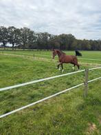 Mooie hengst 2.5 jaar oud, Dieren en Toebehoren, Paarden, Minder dan 160 cm, Dressuurpaard, Hengst, 3 tot 6 jaar
