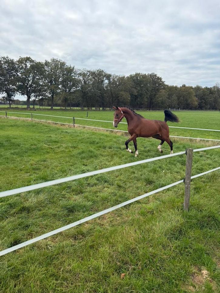 Mooie hengst 3 jaar oud met top papier, Dieren en Toebehoren, Paarden, Hengst, Onbeleerd, 160 tot 165 cm, 3 tot 6 jaar, Dressuurpaard