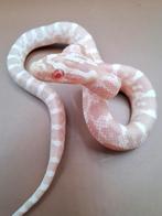 Pantherophis guttatus ~ Snow het motley, Dieren en Toebehoren, Reptielen en Amfibieën, Slang, 0 tot 2 jaar
