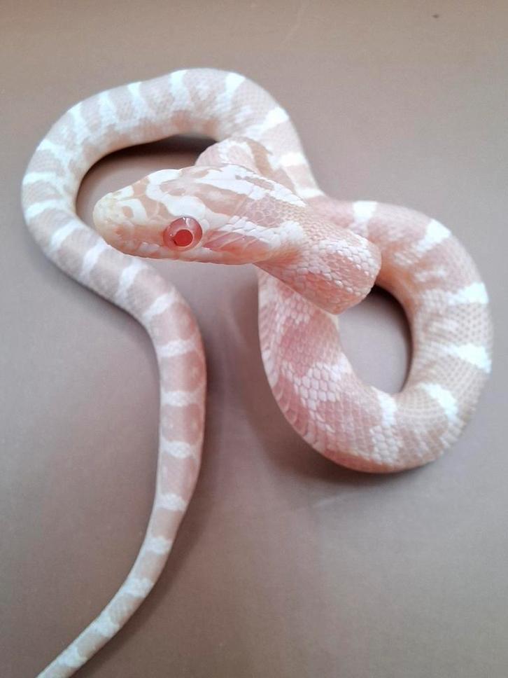 Pantherophis guttatus ~ Snow het motley