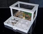 AntCombo Large / Arena + nest voor je mierenkolonie, Dieren en Toebehoren, Insecten en Spinnen, Mieren