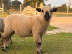 Hamsphire down ram te koop, Dieren en Toebehoren, Mannelijk, Schaap, 0 tot 2 jaar