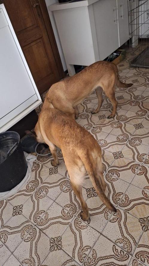 Mechelse Herders, Dieren en Toebehoren, Honden | Herdershonden en Veedrijvers, Teef, Herder, Particulier, Meerdere, België, 3 tot 5 jaar