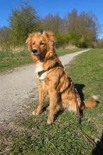 toller x australian shepherd teefje, Dieren en Toebehoren, Honden | Retrievers, Spaniëls en Waterhonden, Rabiës (hondsdolheid)