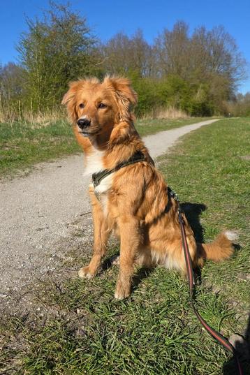toller x australian shepherd teefje beschikbaar voor biedingen