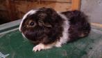Ch teddy beertje, Dieren en Toebehoren, Knaagdieren, Augustus, Mannelijk, Cavia