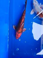 Koi Kujaku, Karper of Koi