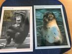 Apen, Verzamelen, Ansichtkaarten | Dieren, Verzenden, Voor 1920, Ongelopen, Paard