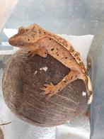 Wimpergekko (dalmatier), Dieren en Toebehoren, Reptielen en Amfibieën, Hagedis, 3 tot 6 jaar