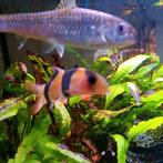 Crossocheilus reticulatus en Chromobotia, Vis