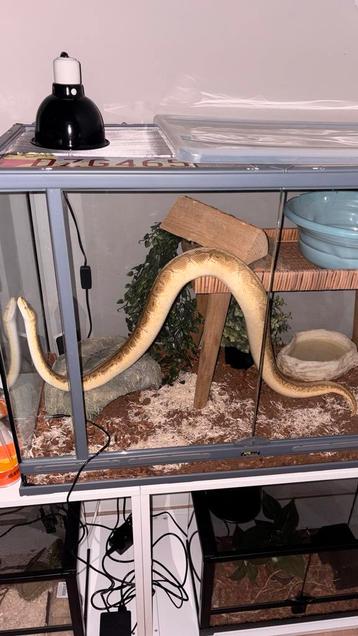 Ball Python (Koningpython) - 2020 – rustig en gezond beschikbaar voor biedingen