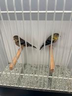 Treursijzen en zwarte sijzen, Dieren en Toebehoren, Vogels | Overige Vogels, Meerdere dieren, Geringd