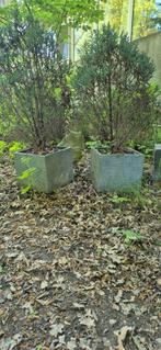 Plantenbak vierkant grijs zwart antraciet buiten, Ophalen, Halfschaduw, Overige soorten, Minder dan 100 cm