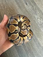 1.0 Python regius fire 100% het pied cb21, Dieren en Toebehoren, Reptielen en Amfibieën, Slang