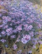 Verbena Lollipop, Volle zon, Vaste plant, Zomer, Ophalen