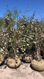 Laagstam appelbomen, ras Elstar, Delcorf, Goudreinette, 45 j, Tuin en Terras, Planten | Fruitbomen, Lente, Appelboom, 250 tot 400 cm