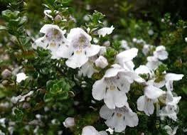 Prostanthera cuneata,Amerikaanse munt bodembedekkende heeste, Tuin en Terras, Planten | Tuinplanten, Vaste plant, Bodembedekkers