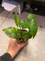 Syngonium Mottled Mojito Stekjes, Huis en Inrichting, Kamerplanten, Overige soorten, In pot, Minder dan 100 cm, Groene kamerplant
