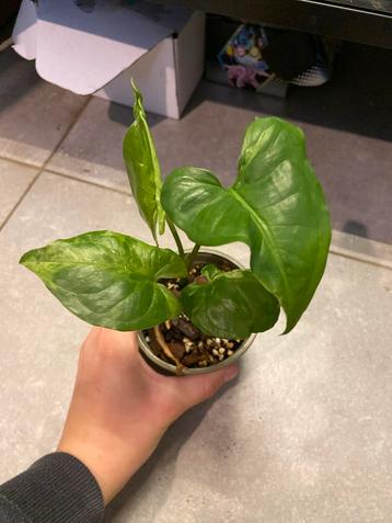 Syngonium Mottled Mojito Stekjes beschikbaar voor biedingen