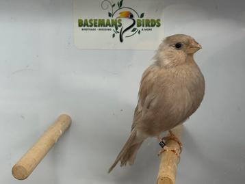 Bruinpastel goudvink beschikbaar voor biedingen