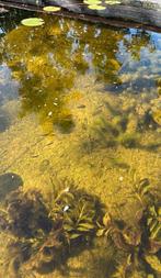 Roodbuik elrits jongen te koop, Tuin en Terras, Vijvers, Ophalen, Nieuw