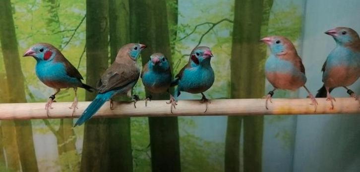 Gezocht tropische en volière vogels., Dieren en Toebehoren, Vogels | Overige Vogels, Meerdere dieren