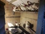 Poulle de Bresse en leghorn kruising kippen 7,50 EUR pr stuk, Vrouwelijk, Kip