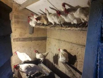 Poulle de Bresse en leghorn kruising kippen 7,50 EUR pr stuk beschikbaar voor biedingen