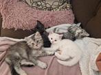 Britse langhaar kittens black silver tabby, Dieren en Toebehoren, Katten en Kittens | Raskatten | Langhaar, Meerdere dieren, Gechipt