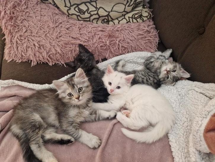 Britse langhaar kittens black silver tabby, Dieren en Toebehoren, Katten en Kittens | Raskatten | Langhaar, Meerdere dieren, Gechipt