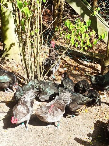 Toompje australorp kriel 2025 en broedeieren beschikbaar voor biedingen